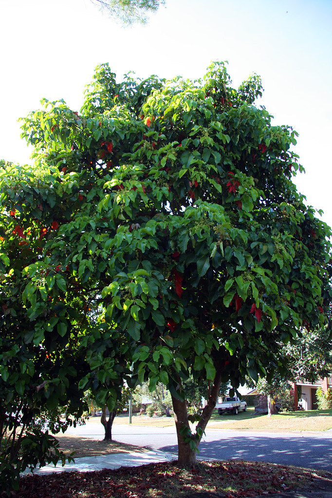 SANDORICUM KOETJAPE (SANTOL)