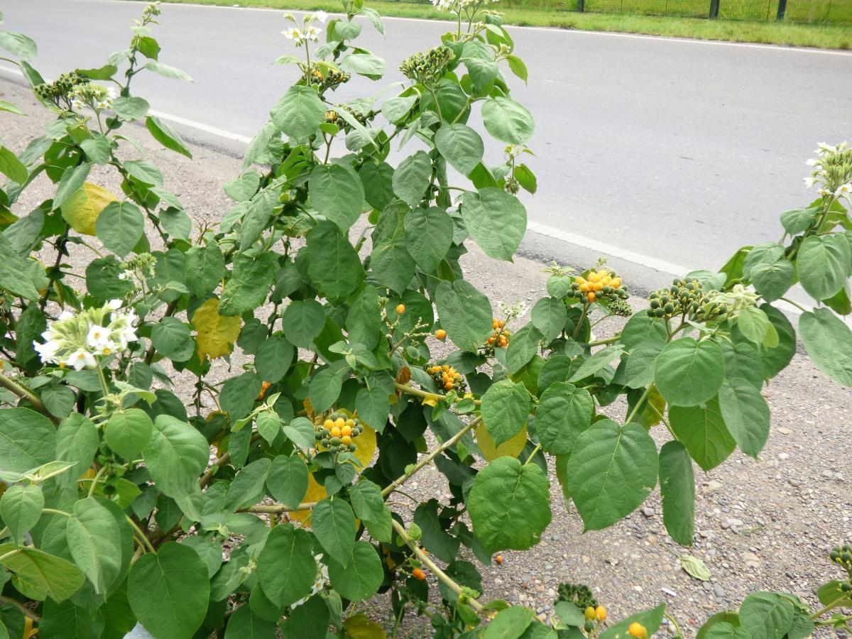 SOLANUM BETACEUM (TAMARILLO)