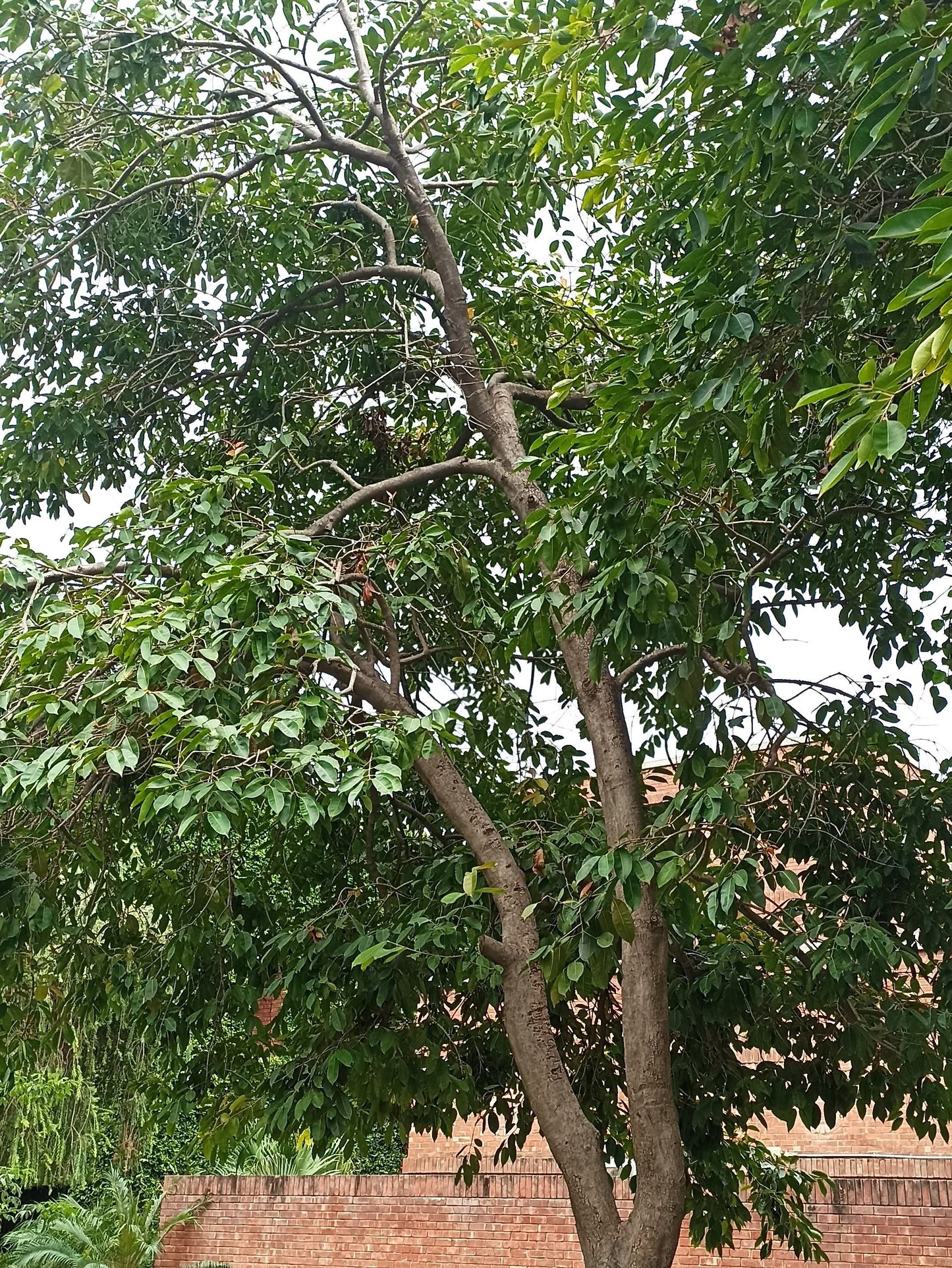 SYZYGIUM CUMINI (JAMBUL)