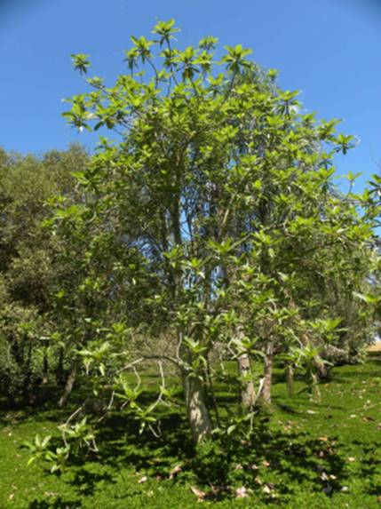 CARICA QUERCIFOLIA (MOUNTAIN PAPAYA)