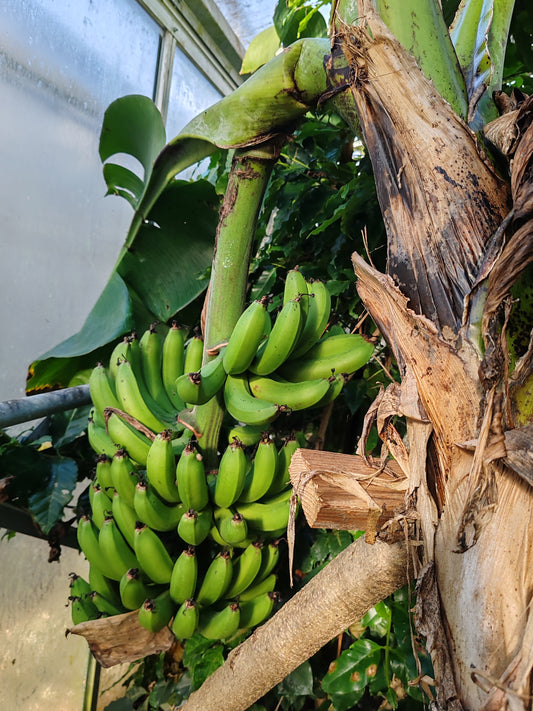 Banane in maturazione