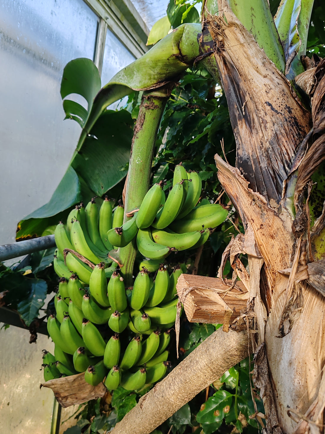 Banane in maturazione