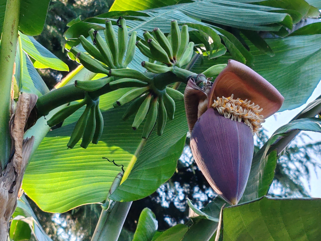 Musa Helen's hybrid in fruttificazione