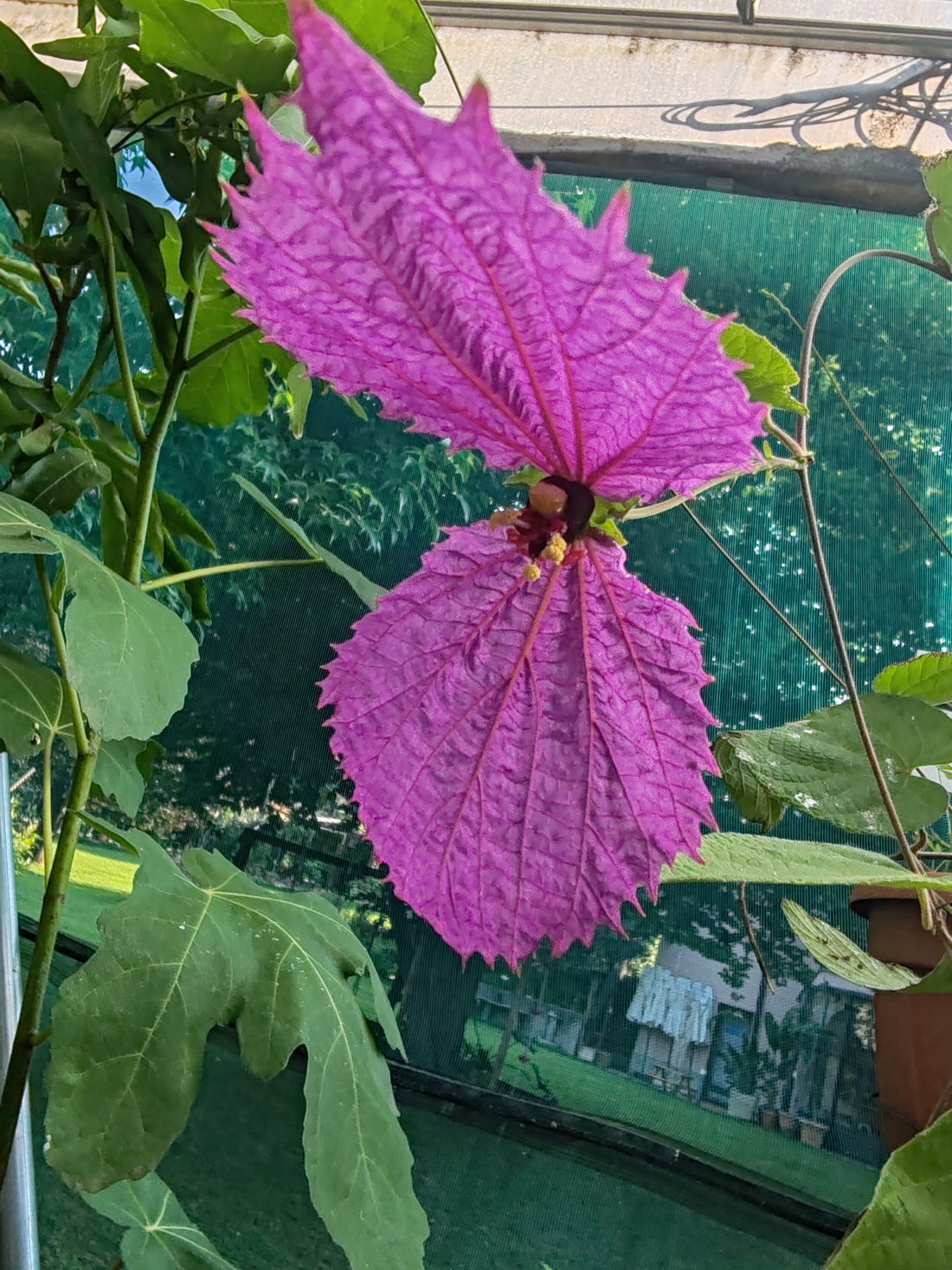 Dalechampia discoreafolia in fioritura