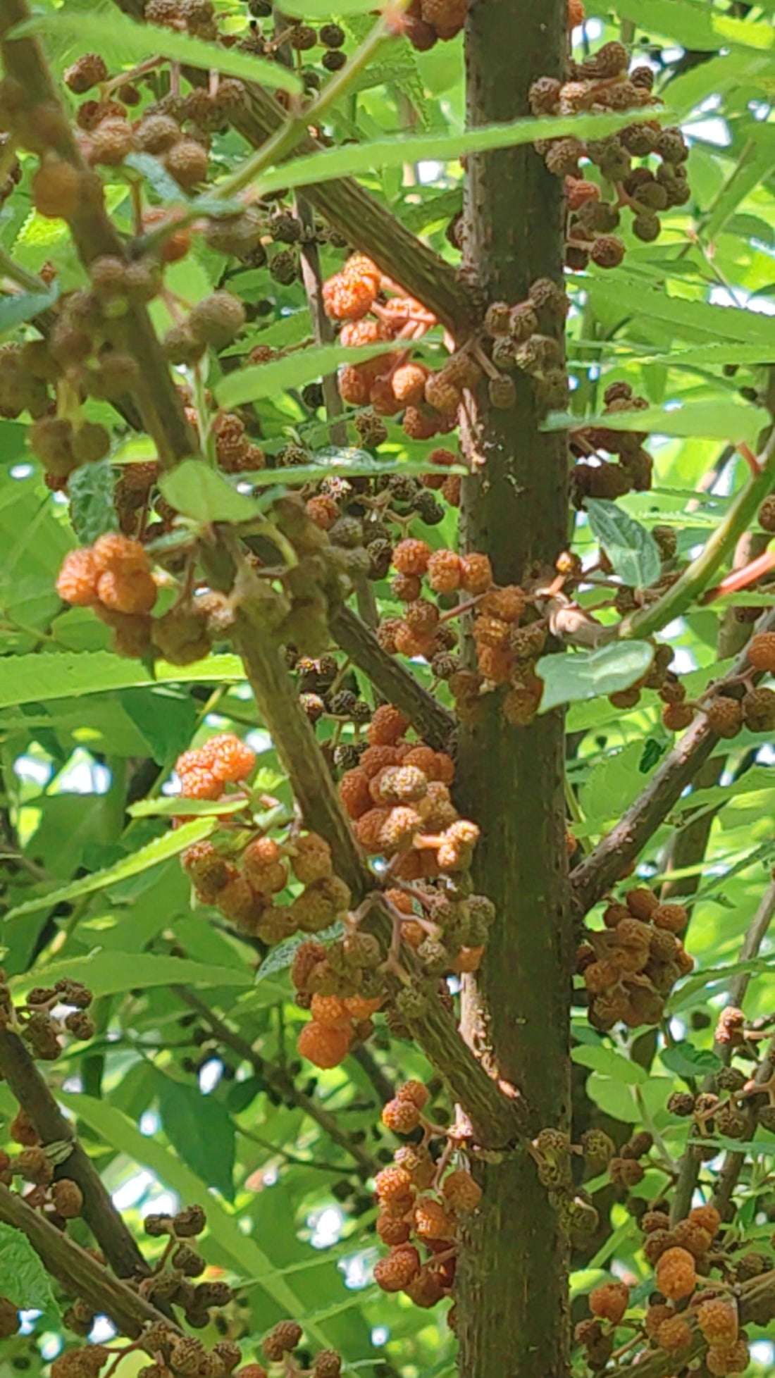 Debregeasia edulis (orientalis) in fruttificazione