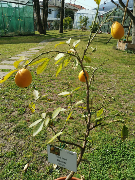 Limarotto in fruttificazione