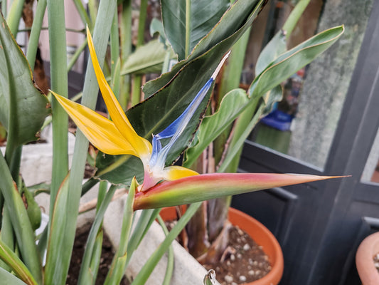 Prima fioritura di strelitzia Mandela gold