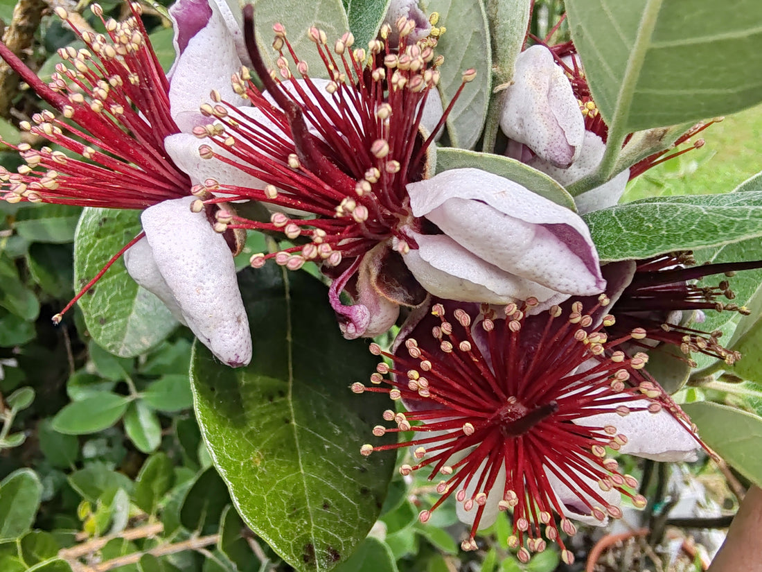 Feijoa in fiore