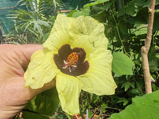 Hibiscus calyphyllus in fioritura