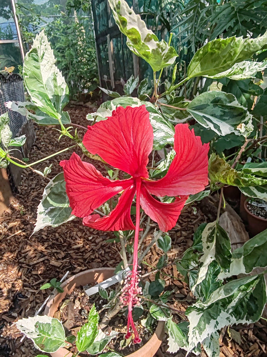 Hibiscus in fiore