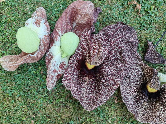 Fiori di Aristolochia gigantea