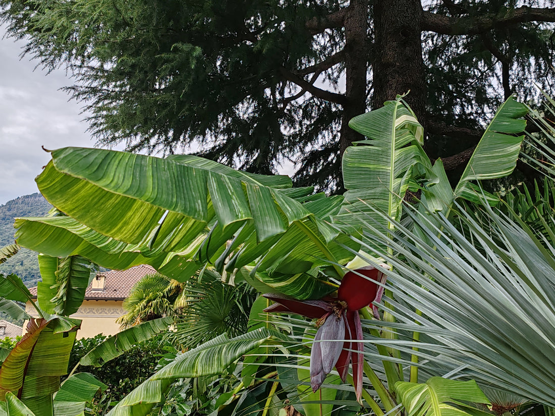 Musa Tanee variegato in fiore