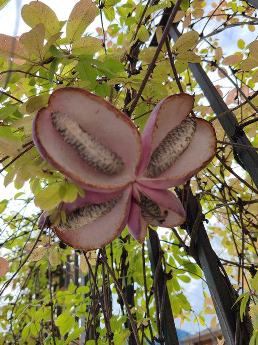 Akebia quinata in frutto