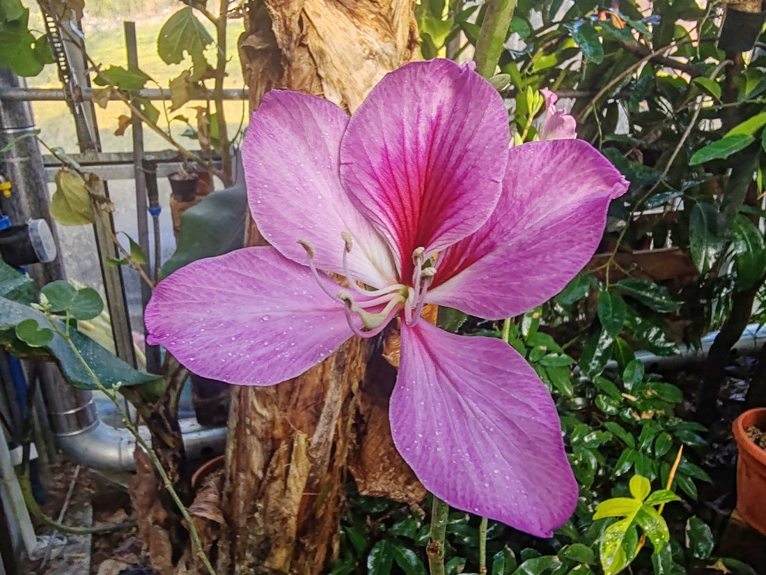 Fioritura di Bauhinia variegata