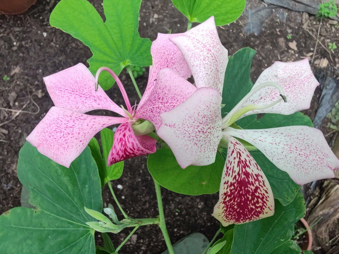 Fioritura di Bauhinia monandra