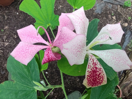 Fioritura di Bauhinia monandra