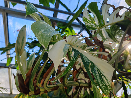 Monstera albo variegata