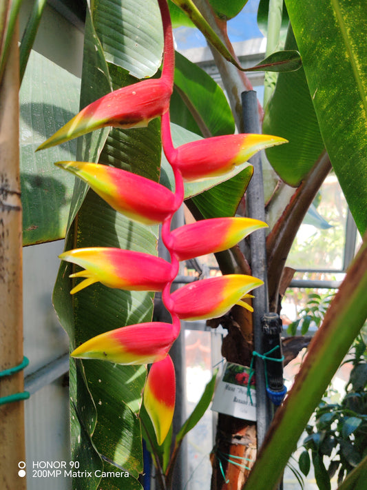Heliconia rostrata