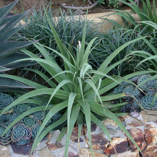 AGAVE BRACTEOSA