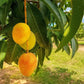 MANGIFERA INDICA (MANGO) VAR. ALFONSO
