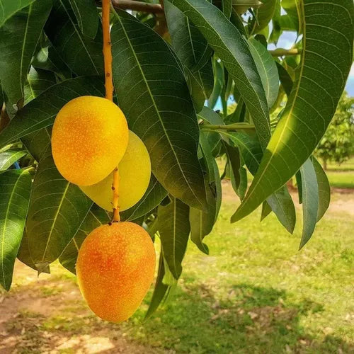 MANGIFERA INDICA (MANGO) VAR. ALFONSO