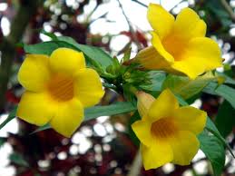 ALLAMANDA SCHOTTII (ALLAMANDA CESPUGLIOSA)