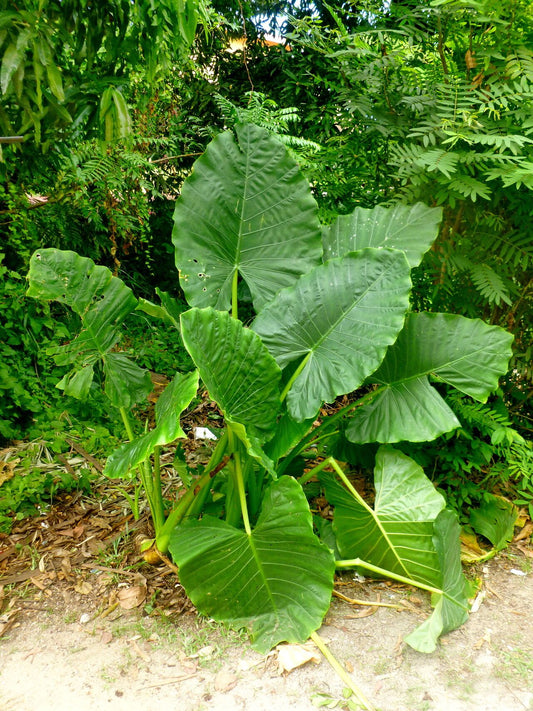 ALOCASIA MACRORRHIZOS (ORECCHIO DI ELEFANTE)