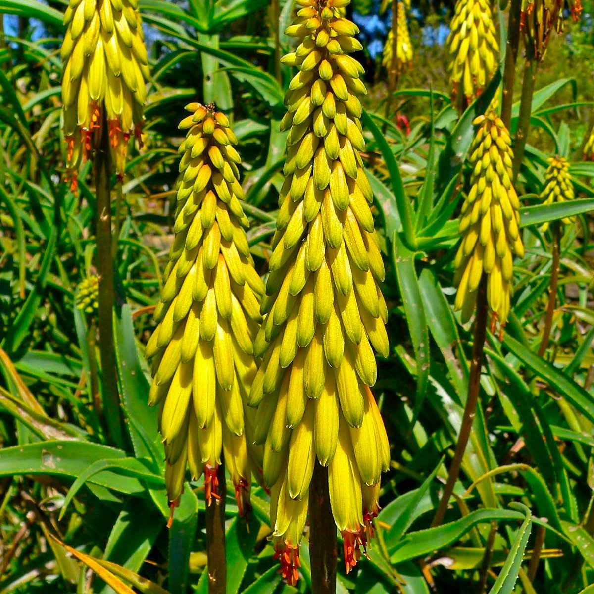 ALOIAMPELOS STRIATULA (ALOE STRIATULA)