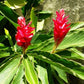 ALPINIA PURPURATA (GINGER ROSSO)