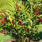 ALPINIA PURPURATA (GINGER ROSSO)