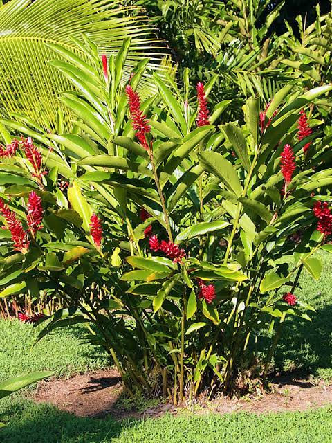 ALPINIA PURPURATA (GINGER ROSSO)