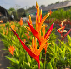 HELICONIA PSITTACORUM "ANDROMEDA"