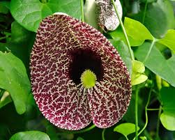 ARISTOLOCHIA LITTORALIS (PIPA ELEGANTE OLANDESE)