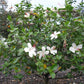 HIBISCUS ARNOTTIANUS