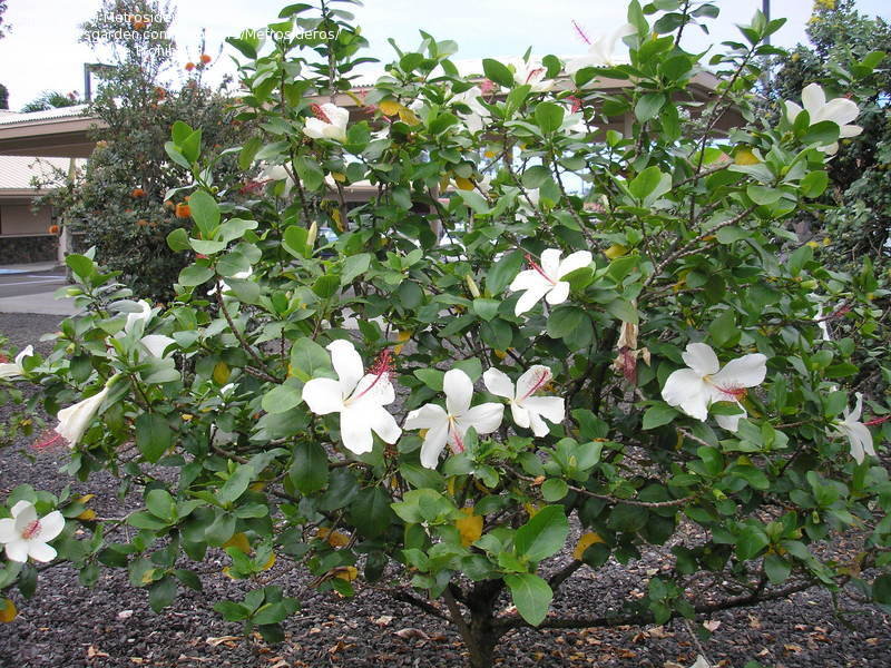 HIBISCUS ARNOTTIANUS