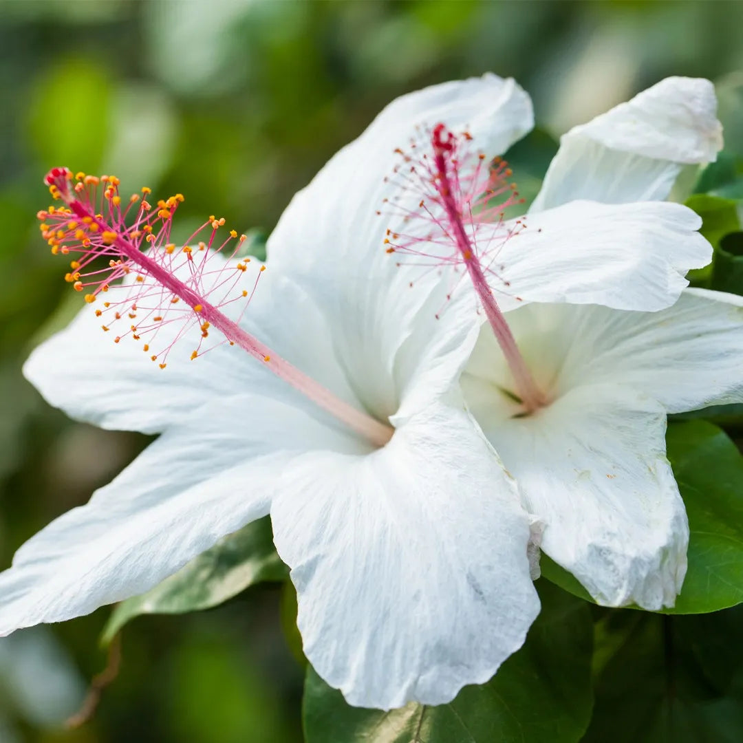 HIBISCUS ARNOTTIANUS