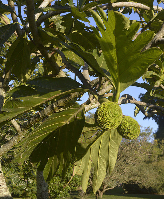 ARTOCARPUS HETEROPHYLLUS ORANGE FRUIT (JACKFRUIT)