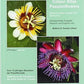 FARBATLAS PASSIONSBLUMEN (ATLANTE PASSIFLORE)