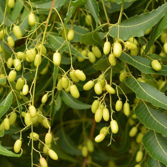 SYNSEPALUM DULCIFICUM (MIRACLE FRUIT)