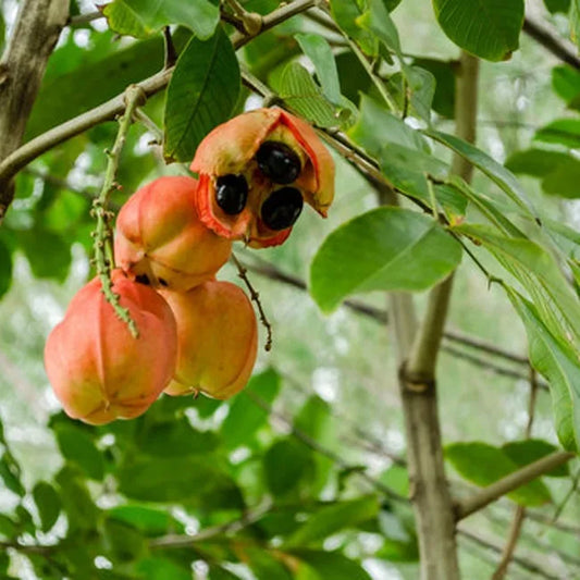 THEOBROMA CACAO (COCOA TREE)