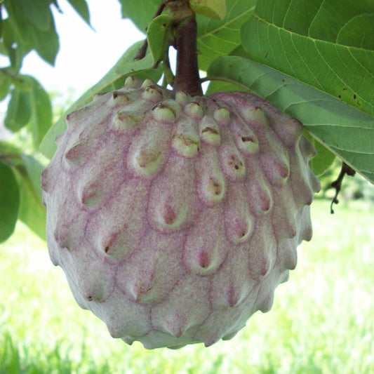 ANNONA MACROPROPHYLLATA - DIVERSIFOLIA "GENOVA RED" (RED ILLAMA)