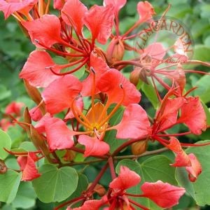 MURRAYA KOENIGII (CURRY TREE)