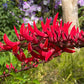 ERYTHRINA X BIDWILLII