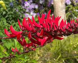 ERYTHRINA X BIDWILLII
