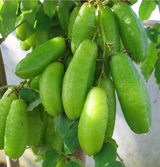 ANACARDIUM OCCIDENTALE (CASHWHEEL)