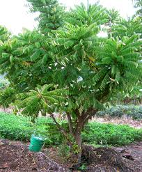 AVERRHOA BILBIMBI (BILIMBI)