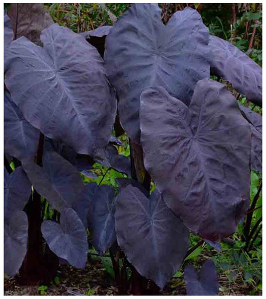 COLOCASIA ESCULENTA "BLACK MAGIC"