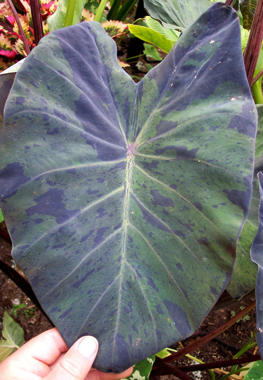 COLOCASIA ESCULENTA "BLACK MARBLE"