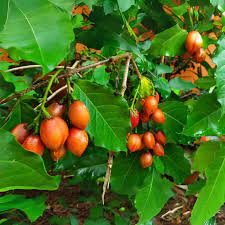 BUNCHOSIA ARGENTEA (PEANUT BUTTER - ICAQUILLO)