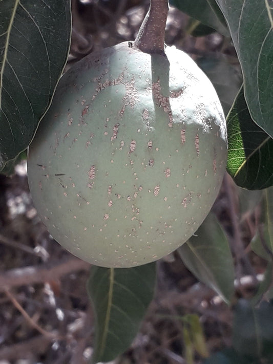 SABA COMORENSIS (BUNGO)